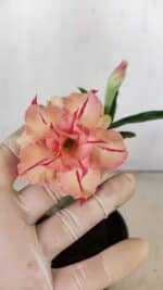 ENXERTO 12175 – 20cm (cor LM 987) - Imagem 4