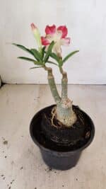 ENXERTO 12175 – 20cm (cor LM 987) - Imagem 6