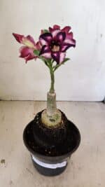 ENXERTO 12176 – 20cm (cor LM 989) - Imagem 2