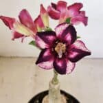 ENXERTO 12176 – 20cm (cor LM 989)