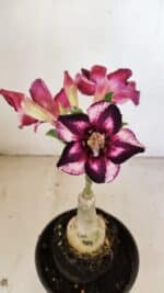 ENXERTO 12176 – 20cm (cor LM 989)