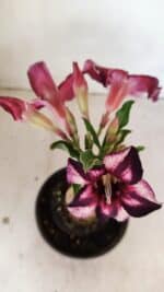 ENXERTO 12176 – 20cm (cor LM 989) - Imagem 4