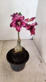 ENXERTO 12176 – 20cm (cor LM 989) - Imagem 6