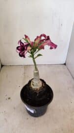 ENXERTO 12176 – 20cm (cor LM 989) - Imagem 5