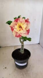 ENXERTO 12177 – 20cm (cor LM 582) - Imagem 2