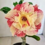 ENXERTO 12177 – 20cm (cor LM 582)