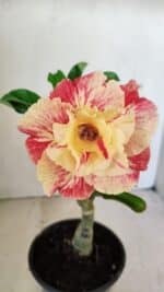 ENXERTO 12177 – 20cm (cor LM 582)