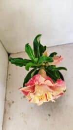 ENXERTO 12177 – 20cm (cor LM 582) - Imagem 4