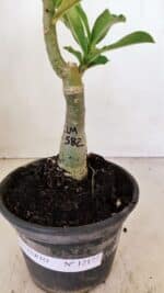 ENXERTO 12177 – 20cm (cor LM 582) - Imagem 9