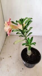 ENXERTO 12177 – 20cm (cor LM 582) - Imagem 8