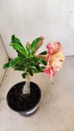 ENXERTO 12177 – 20cm (cor LM 582) - Imagem 7