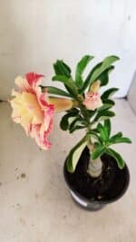 ENXERTO 12177 – 20cm (cor LM 582) - Imagem 6