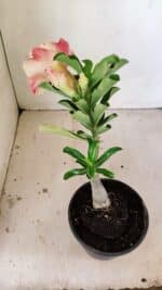 ENXERTO 12177 – 20cm (cor LM 582) - Imagem 5