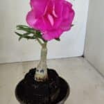 ENXERTO 12178 – 20cm (cor LM 04)