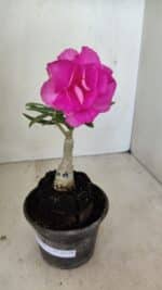 ENXERTO 12178 – 20cm (cor LM 04)