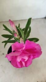 ENXERTO 12178 – 20cm (cor LM 04) - Imagem 4