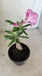 ENXERTO 12178 – 20cm (cor LM 04) - Imagem 5