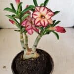 ENXERTO 12180 – 20cm (cor LM 914)