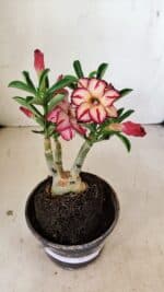 ENXERTO 12180 – 20cm (cor LM 914)