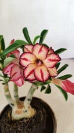 ENXERTO 12180 – 20cm (cor LM 914) - Imagem 3