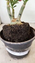 ENXERTO 12180 – 20cm (cor LM 914) - Imagem 9