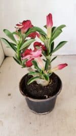 ENXERTO 12180 – 20cm (cor LM 914) - Imagem 6