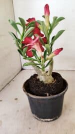 ENXERTO 12180 – 20cm (cor LM 914) - Imagem 5