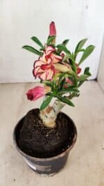 ENXERTO 12180 – 20cm (cor LM 914) - Imagem 4