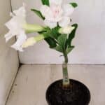 ENXERTO 12181 – 20cm (cor LM 615)