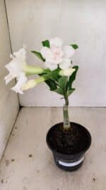 ENXERTO 12181 – 20cm (cor LM 615)