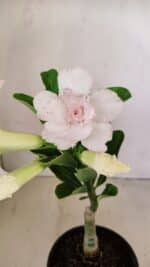 ENXERTO 12181 – 20cm (cor LM 615) - Imagem 3