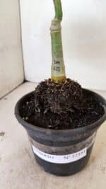 ENXERTO 12181 – 20cm (cor LM 615) - Imagem 7