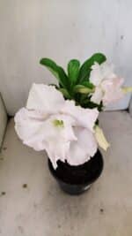 ENXERTO 12181 – 20cm (cor LM 615) - Imagem 5