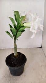 ENXERTO 12181 – 20cm (cor LM 615) - Imagem 6