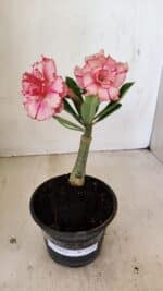 ENXERTO 12182 – 20cm (cor LM 501)