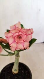 ENXERTO 12182 – 20cm (cor LM 501) - Imagem 3