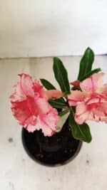 ENXERTO 12182 – 20cm (cor LM 501) - Imagem 4