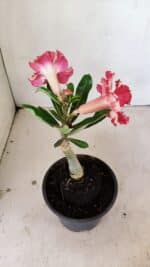 ENXERTO 12182 – 20cm (cor LM 501) - Imagem 6