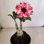 ENXERTO 12183 – 20cm (cor LM 491)