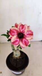 ENXERTO 12183 – 20cm (cor LM 491) - Imagem 3