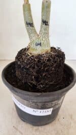 ENXERTO 12183 – 20cm (cor LM 491) - Imagem 7