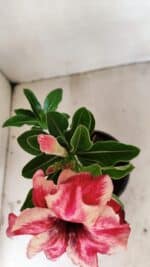 ENXERTO 12183 – 20cm (cor LM 491) - Imagem 5