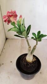 ENXERTO 12183 – 20cm (cor LM 491) - Imagem 6