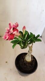 ENXERTO 12183 – 20cm (cor LM 491) - Imagem 4