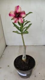 ENXERTO 12185 – 20cm (cor LM 506) - Imagem 2