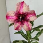 ENXERTO 12185 – 20cm (cor LM 506)