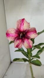 ENXERTO 12185 – 20cm (cor LM 506)