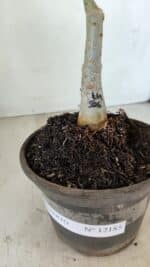 ENXERTO 12185 – 20cm (cor LM 506) - Imagem 6