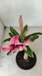 ENXERTO 12185 – 20cm (cor LM 506) - Imagem 4