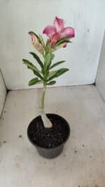 ENXERTO 12185 – 20cm (cor LM 506) - Imagem 5